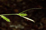 Gohlson's sedge